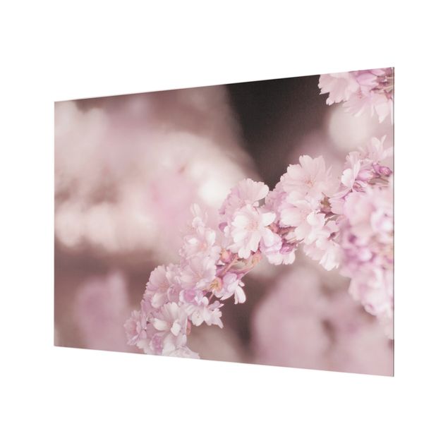 Paraschizzi in vetro - Fiori di ciliegio nella luce viola - Formato orizzontale 4:3