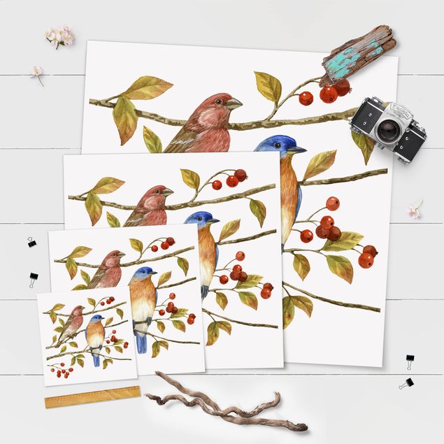 Poster - Uccelli e Bacche - Bluebird - Quadrato 1:1