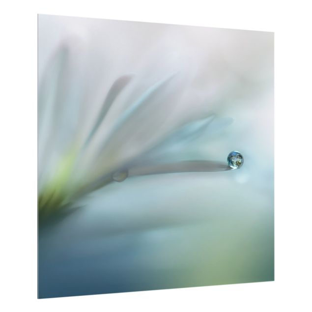 Paraschizzi in vetro - Goccia di rugiada su fiore bianco - Quadrato 1:1