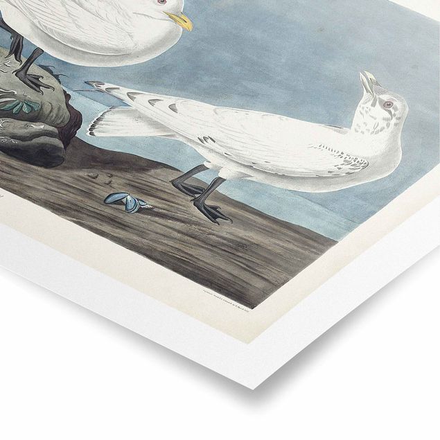 Poster - Vintage Consiglio Ivory Gull - Orizzontale 2:3