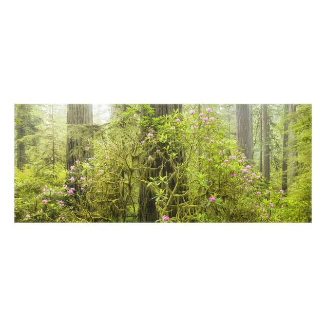 Paraschizzi in vetro - Del Norte Coast Redwoods State Park California