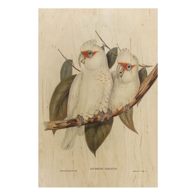 Stampa su legno - Illustrazione Vintage White Cockatoo - Verticale 3:2