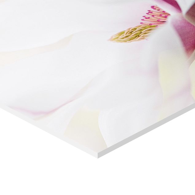 Esagono in forex - Delicato Magnolia Blossom