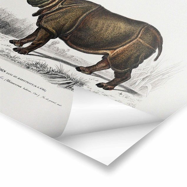 Poster - Vintage Consiglio Rhino - Orizzontale 2:3