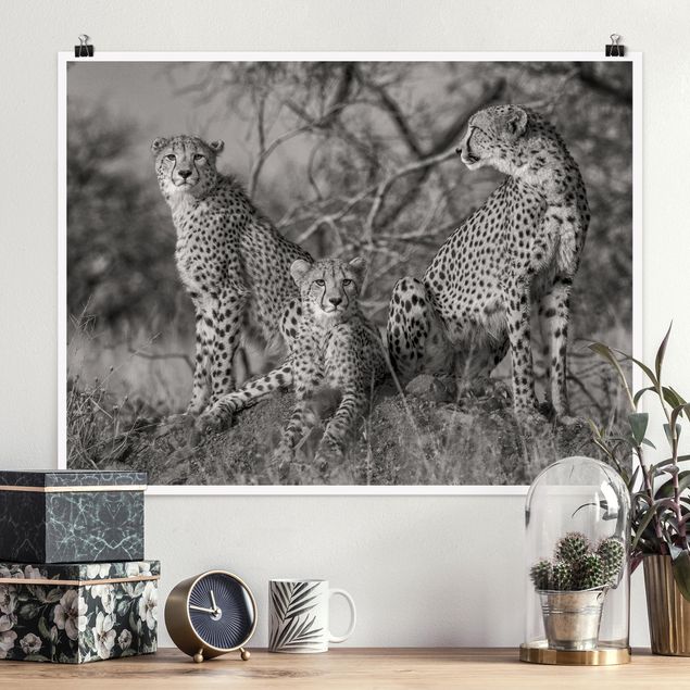 stampe animali Tre ghepardi