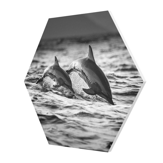 Esagono in forex - Due delfini che saltano