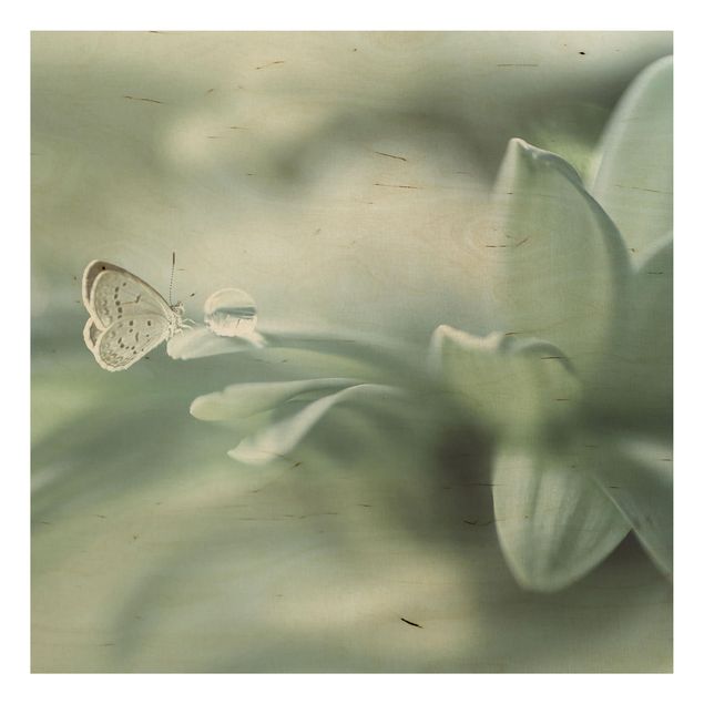 Quadro in legno - Farfalla E Gocce di rugiada In Pastel Verde - Quadrato 1:1