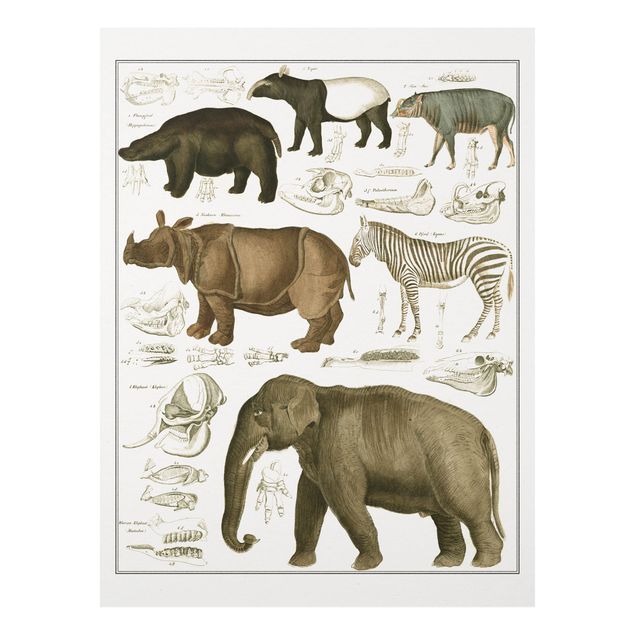 Stampa su Forex - Vintage Consiglio elefanti, zebre e Rhino - Verticale 4:3