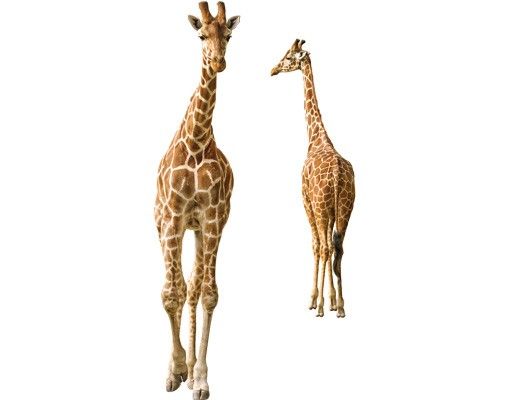 Pellicola vetro Due giraffe