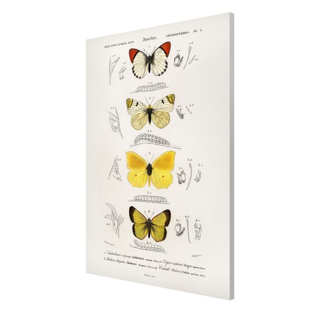 Lavagna magnetica - Vintage Consiglio Farfalle II - Formato verticale 2:3