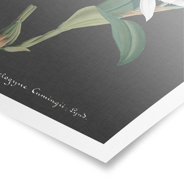 Poster - White Orchid su lino II - Verticale 3:2