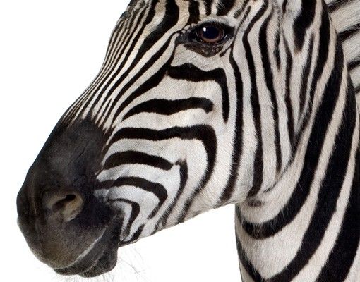 Pellicola per vetri Zebra sorridente
