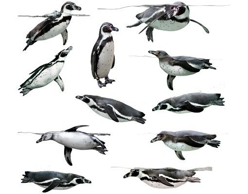 Adesivo murale no.391 Humboldt-Penguin Set