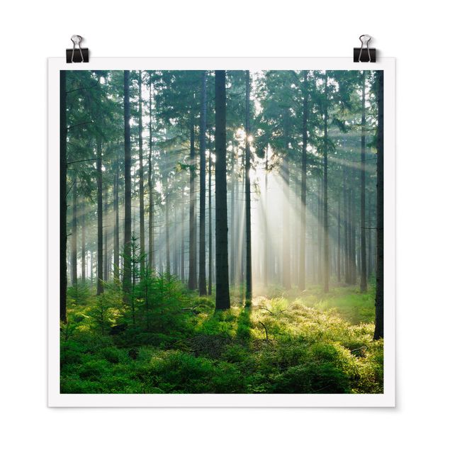 Poster - Enlightened Foresta - Quadrato 1:1