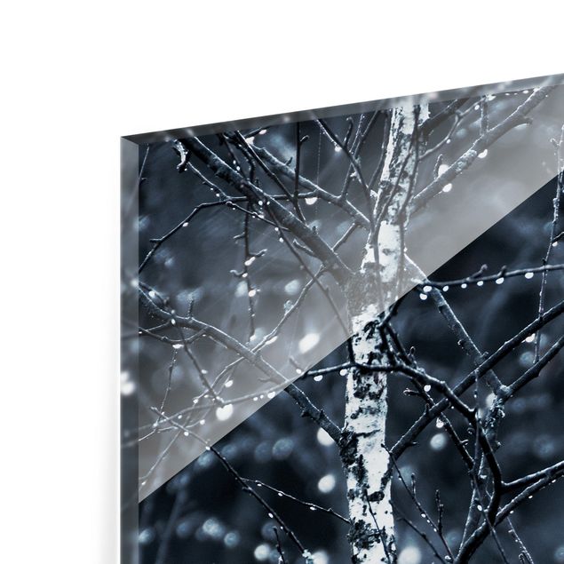 Paraschizzi in vetro - Betulla scura nella fredda pioggia - Quadrato 1:1