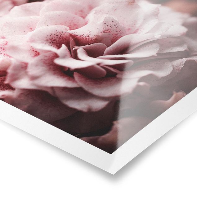Poster - Shabby Pink Rose pastello - Orizzontale 3:4