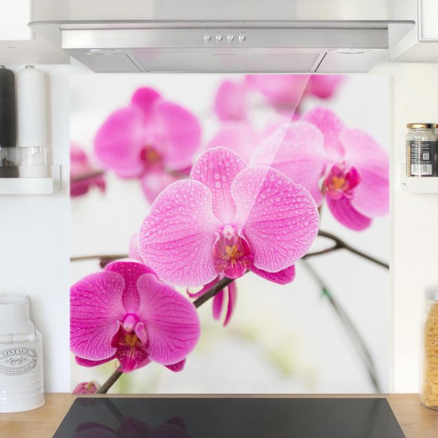 paraschizzi vetro magnetico Orchidea ravvicinata