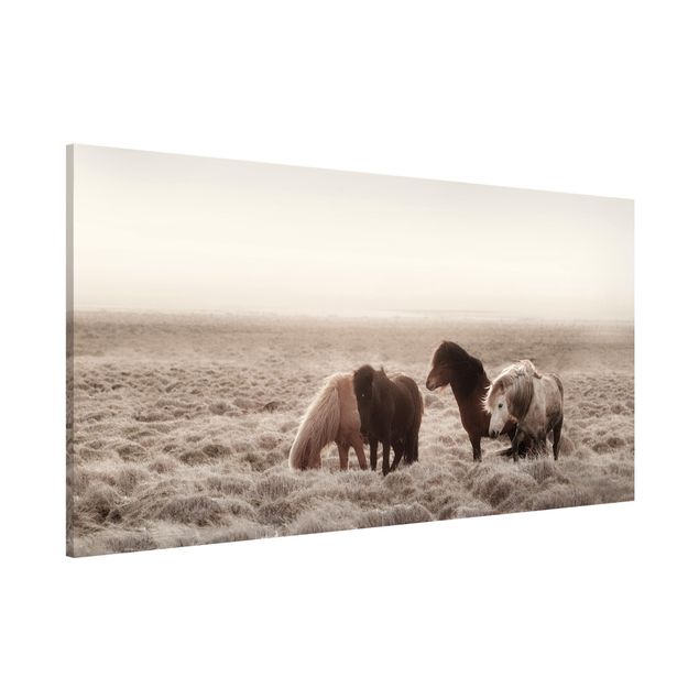 quadri con animali Cavallo selvaggio islandese