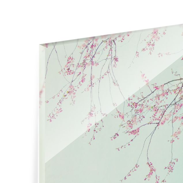 Paraschizzi in vetro - Nostalgia di fiori di ciliegio - Quadrato 1:1