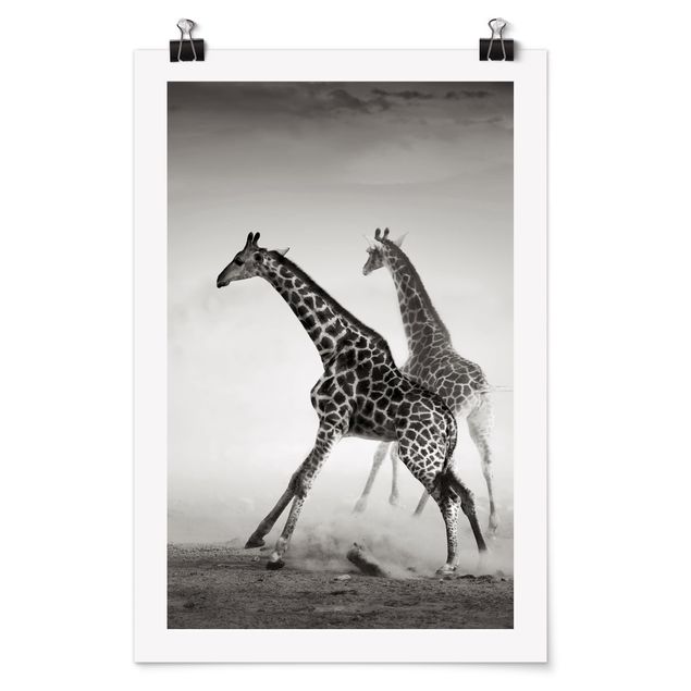 Poster - Giraffe Caccia - Verticale 3:2