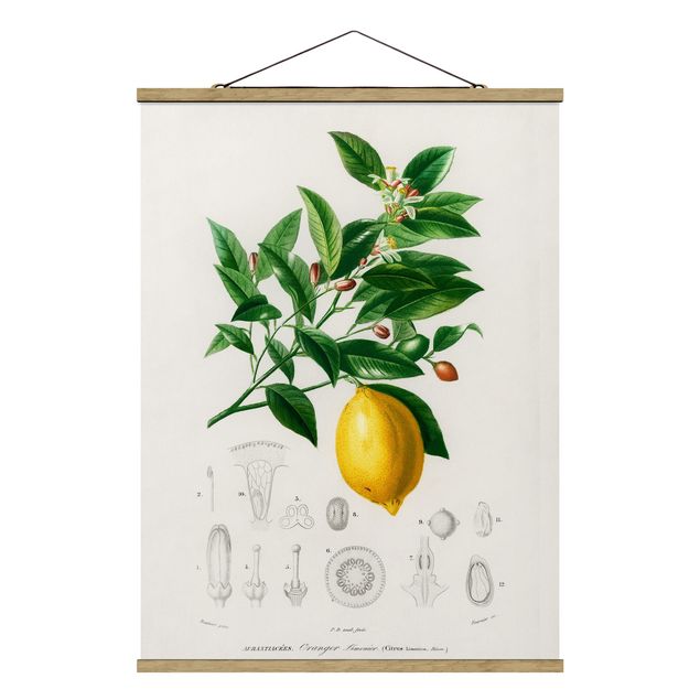 Foto su tessuto da parete con bastone - Botanica Vintage Illustrazione Di Limone - Verticale 4:3
