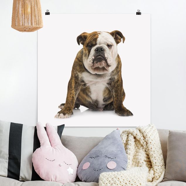 Poster - bulldog - Quadrato 1:1