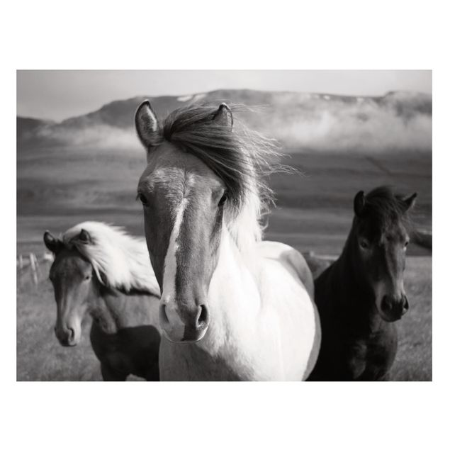 Lavagna magnetica per ufficio Cavalli selvaggi in bianco e nero