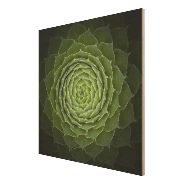 Quadro in legno - Mandala Succulente - Quadrato 1:1