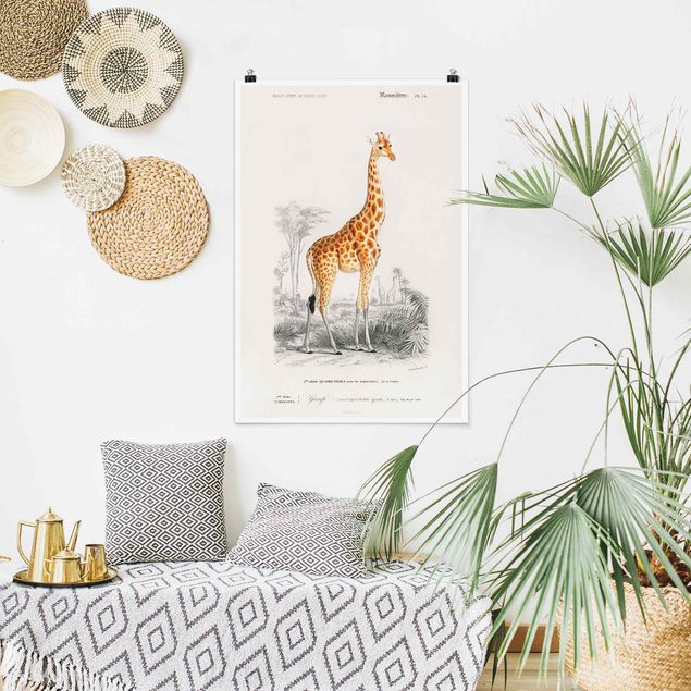 Poster illustrazioni Bacheca vintage Giraffa