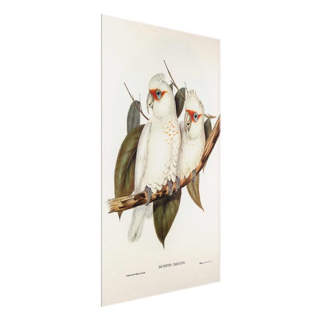 Quadro in vetro - Illustrazione Vintage White Cockatoo - Orizzontale 2:3