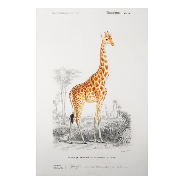 Stampa su alluminio spazzolato - Vintage Consiglio Giraffe - Verticale 3:2