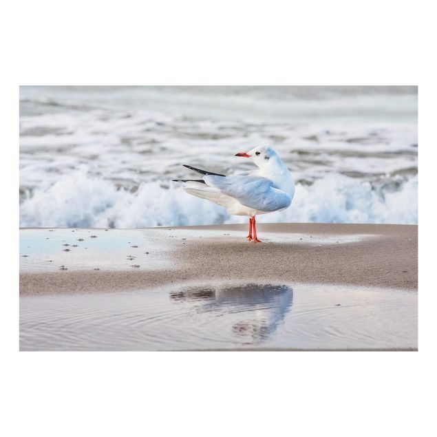 Paraschizzi in vetro - Seagull On The Beach In Front Of The Sea