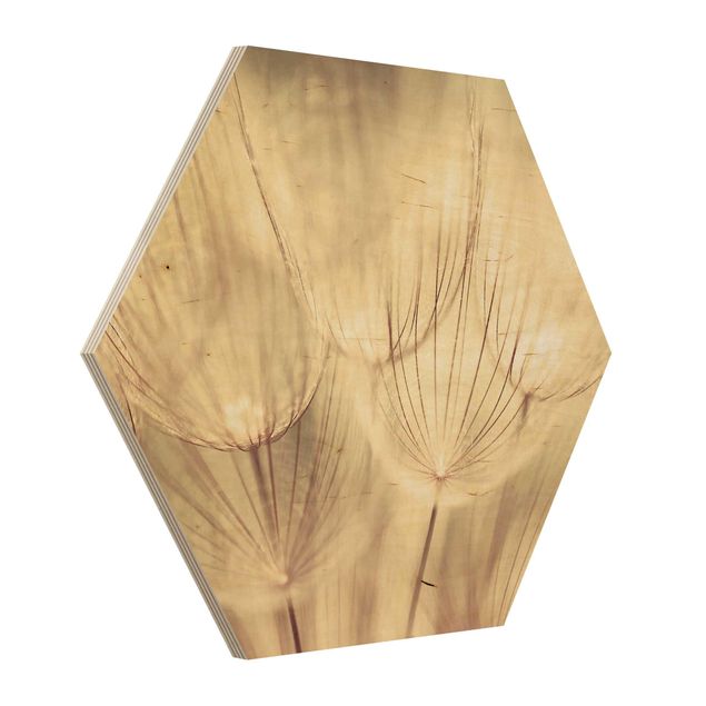Esagono in legno - Dandelions close-up in tonalità seppia casalinga