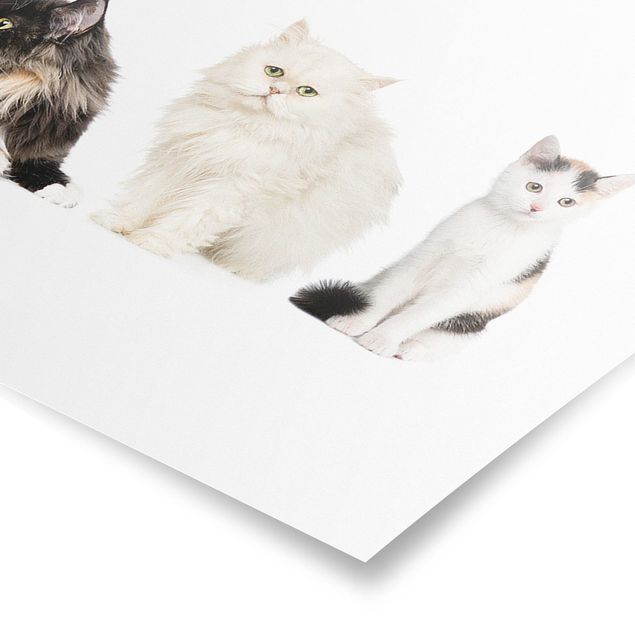 Poster - Cat Gang - Panorama formato orizzontale