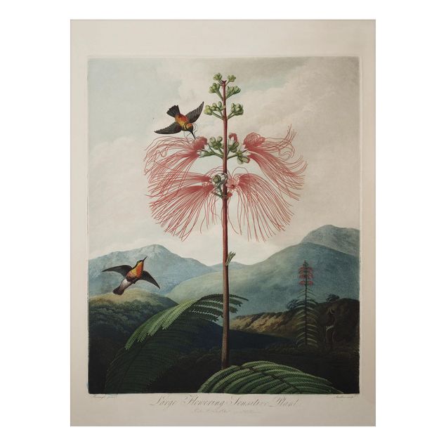 Stampa su alluminio spazzolato - illustrazione d'epoca Botanica Fiore e colibrì - Verticale 4:3