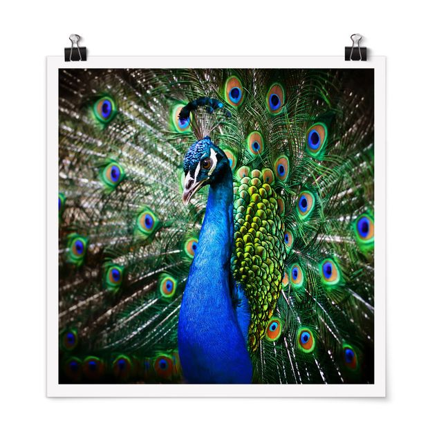 Poster - Peacock Noble - Quadrato 1:1