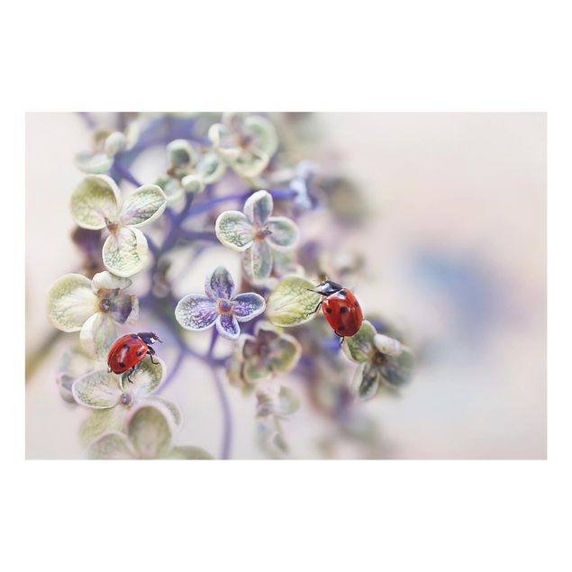 Paraschizzi in vetro - Ladybugs In The Garden