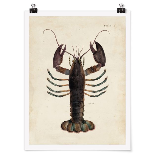 Poster - Vintage Illustrazione Lobster - Verticale 4:3