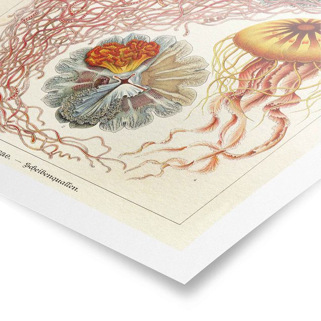 Poster - Vintage Consiglio Jellyfish - Verticale 4:3