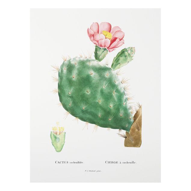 Stampa su Forex - Botanica illustrazione d'epoca di fioritura Cactus Rosa - Verticale 4:3