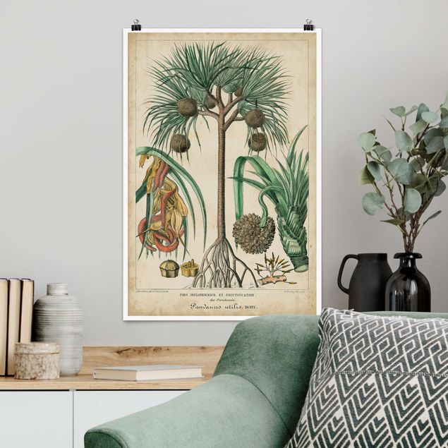 Poster illustrazioni Bacheca vintage Palme esotiche I