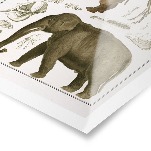Poster - Vintage Consiglio elefanti, zebre e Rhino - Verticale 4:3