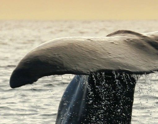 Adesivo per piastrelle - Diving Whale