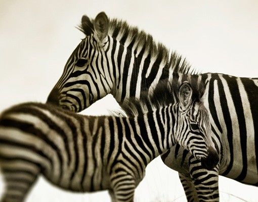Adesivo per piastrelle - Zebra couple