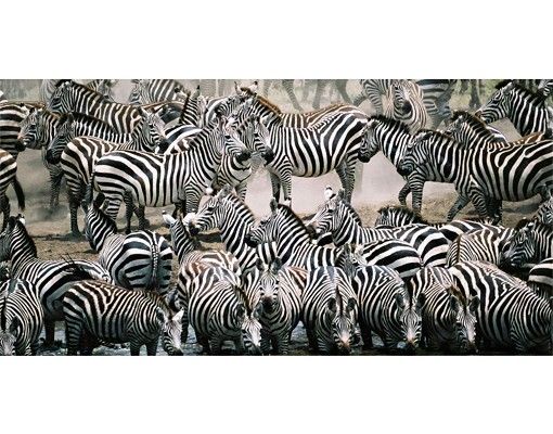 Adesivo per piastrelle - Zebra herd