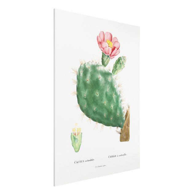 Stampa su Forex - Botanica illustrazione d'epoca di fioritura Cactus Rosa - Verticale 4:3