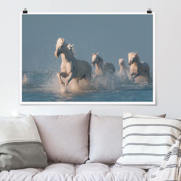quadri con animali Mandria di cavalli bianchi