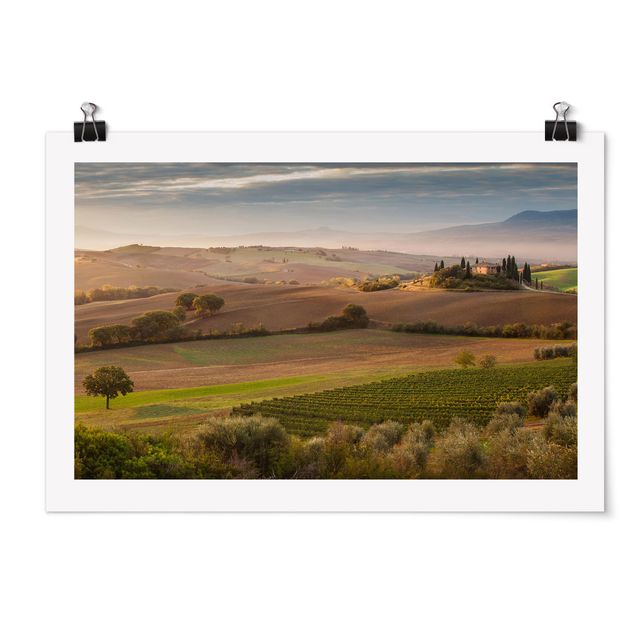 Poster - Olive Grove In Toscana - Orizzontale 2:3