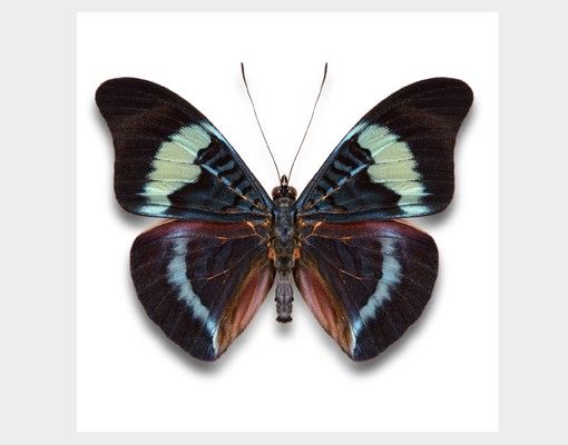Pellicole per vetro Lepidotteri