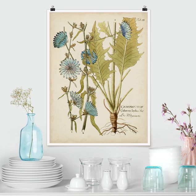 Poster illustrazioni Botanica vintage in cicoria blu